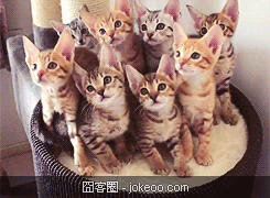 图片[3]-除了卖萌，乃们还能干啥-囧客圈