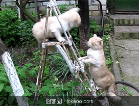 图片[5]-除了卖萌，乃们还能干啥-囧客圈