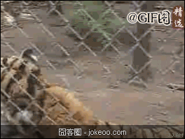 图片[1]-别以为哥被关在笼子里就好欺负，哥还有化学攻击！-囧客圈