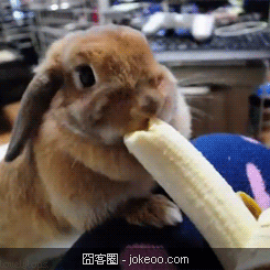 图片[2]-别以为哥被关在笼子里就好欺负，哥还有化学攻击！-囧客圈