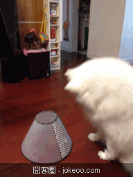 图片[3]-别以为哥被关在笼子里就好欺负，哥还有化学攻击！-囧客圈