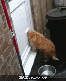 图片[4]-别以为哥被关在笼子里就好欺负，哥还有化学攻击！-囧客圈