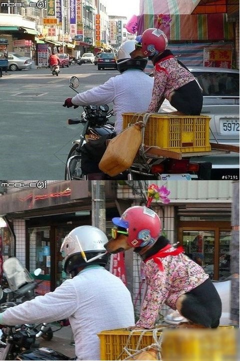 图片[5]-主人主人,你看到我老婆了么?我找不到她了-囧客圈