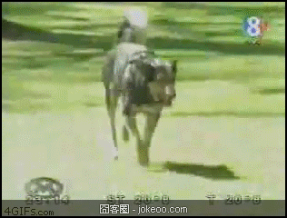 图片[4]-职业卖萌,换谁谁也受不了-囧客圈