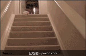 图片[1]-萌物又来了,快来治愈一下-囧客圈