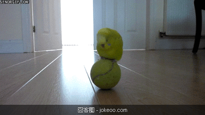 图片[2]-萌物又来了,快来治愈一下-囧客圈