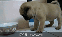 图片[3]-萌物又来了,快来治愈一下-囧客圈