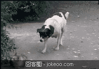 图片[2]-有点觉悟好不好!乃们这些软弱的汪星人!-囧客圈