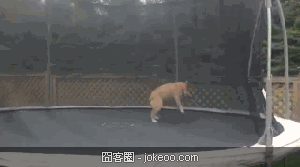 图片[5]-有点觉悟好不好!乃们这些软弱的汪星人!-囧客圈