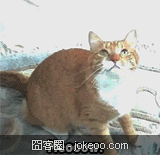 图片[1]-喵星人，请勿卖萌！-囧客圈