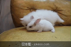 图片[2]-喵星人，请勿卖萌！-囧客圈