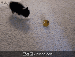 图片[3]-喵星人，请勿卖萌！-囧客圈