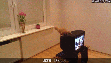 图片[4]-喵星人，请勿卖萌！-囧客圈