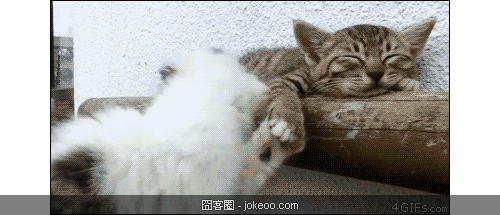 图片[6]-喵星人，请勿卖萌！-囧客圈