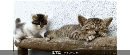 图片[7]-喵星人，请勿卖萌！-囧客圈