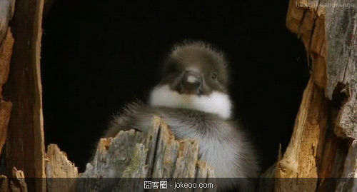 图片[8]-喵星人，请勿卖萌！-囧客圈