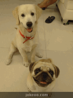 图片[5]-恐怖的大屁股攻击,姐弟俩都吓傻了!-囧客圈