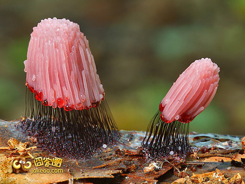 图片[3]-蛋疼的最高境界-囧客圈