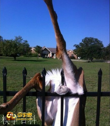 图片[1]-蛋疼的最高境界-囧客圈