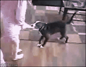 图片[2]-每日一喵 2013-08-05-囧客圈