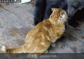 图片[1]-感觉来了 种族不是问题!-囧客圈