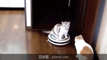 图片[6]-贱猫们,囧客圈是不是要出一个宠物频道了…-囧客圈