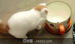 图片[5]-贱猫们,囧客圈是不是要出一个宠物频道了…-囧客圈