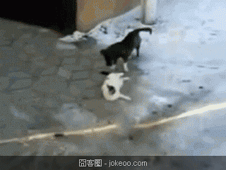 图片[4]-贱猫们,囧客圈是不是要出一个宠物频道了…-囧客圈