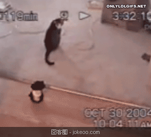 图片[2]-贱猫们,囧客圈是不是要出一个宠物频道了…-囧客圈