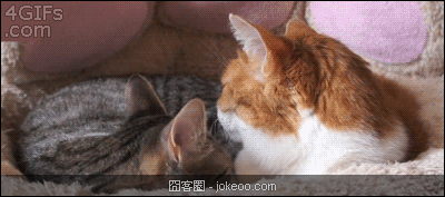 图片[6]-猫,你为什么那么屌-囧客圈