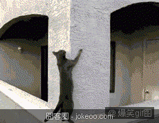 图片[4]-猫,你为什么那么屌-囧客圈