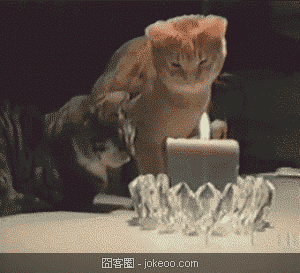 图片[2]-猫,你为什么那么屌-囧客圈