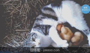 图片[4]-小动物们又来了-囧客圈