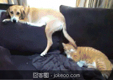 图片[3]-小动物们又来了-囧客圈