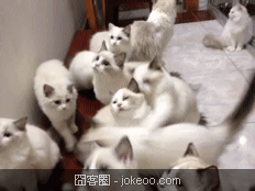 图片[2]-小动物们又来了-囧客圈