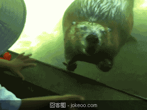 图片[4]-2货是不分种族物种的-囧客圈