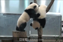 图片[3]-2货是不分种族物种的-囧客圈