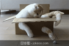 图片[2]-萌囧的小贱猫们-囧客圈