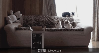 图片[3]-萌囧的小贱猫们-囧客圈