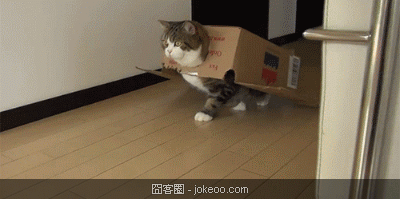 图片[4]-萌囧的小贱猫们-囧客圈