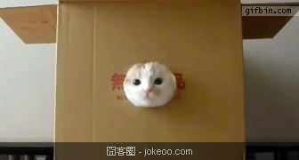 图片[5]-萌囧的小贱猫们-囧客圈