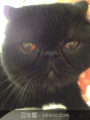 图片[2]-囧客圈动物频道指日可待!-囧客圈