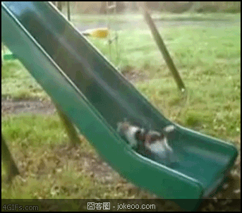 图片[1]-可爱的小动物们又来啦-囧客圈