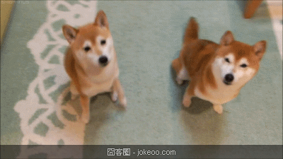 图片[2]-可爱的小动物们又来啦-囧客圈