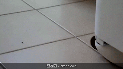 图片[3]-可爱的小动物们又来啦-囧客圈