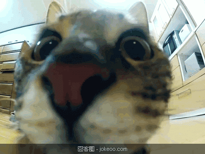 图片[5]-可爱的小动物们又来啦-囧客圈