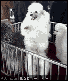 图片[1]-每日萌物 猛禽乱入 01-25-囧客圈