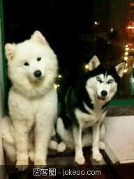 图片[2]-每日萌物 猛禽乱入 01-25-囧客圈