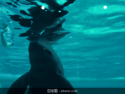 图片[3]-每日萌物 猛禽乱入 01-25-囧客圈