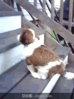 图片[4]-每日萌物 猛禽乱入 01-25-囧客圈